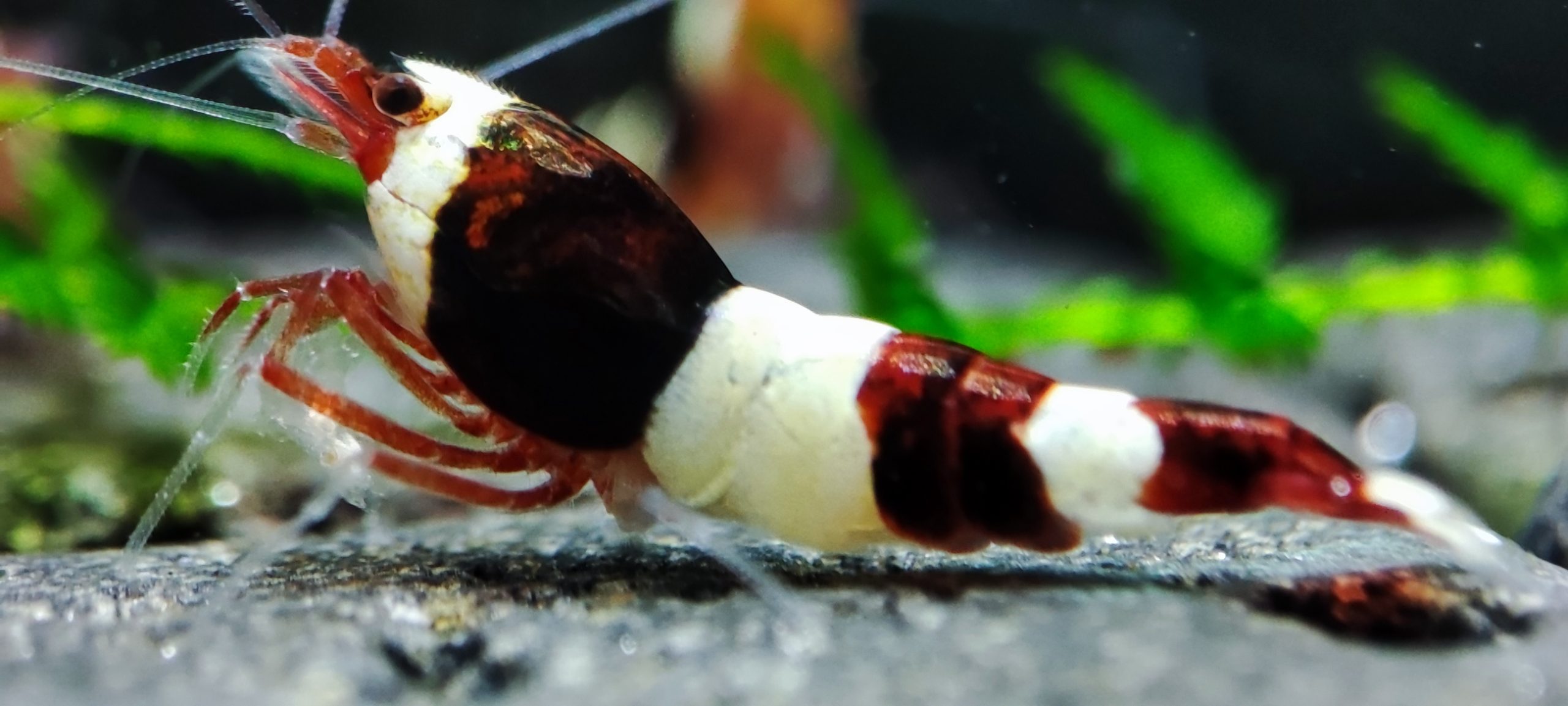 10. Lot de 5 Taiwan Bee Red Dark Wine Top Qualité « Red Legs » » 2  ( Prix hors FDP, paiement à la fin de l &lsquo;enchère merci)