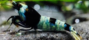 1. Lot de 5 Taiwan Bee  Panda SS ( Prix hors FDP, paiement à la fin de l 'enchère merci)