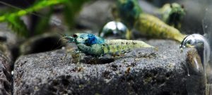 2. Lot de 5 Taiwan Bee Blue Bolt 1 ( Prix hors FDP, paiement à la fin de l 'enchère merci)