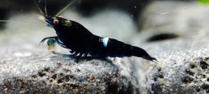 3. Lot de 5 Taiwan Bee King Kong One Stripe  ( Prix hors FDP, paiement à la fin de l 'enchère merci)