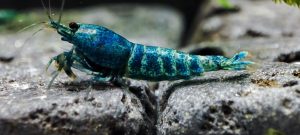 4. Lot de 5 Taiwan Bee Blue Bolt 2 ( Prix hors FDP, paiement à la fin de l 'enchère merci)