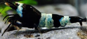 5. Lot de 5 Taiwan Bee  Panda Blue 1 ( Prix hors FDP, paiement à la fin de l 'enchère merci)