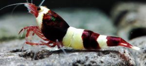 6. Lot de 5 Taiwan Bee Red Wine 1  ( Prix hors FDP, paiement à la fin de l 'enchère merci)