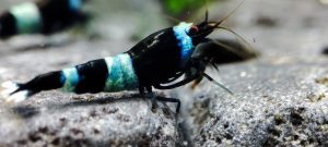 7. Lot de 5 Taiwan Bee  Panda Blue 2 ( Prix hors FDP, paiement à la fin de l 'enchère merci)