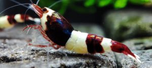 8. Lot de 5 Taiwan Bee Red Wine 2  ( Prix hors FDP, paiement à la fin de l 'enchère merci)