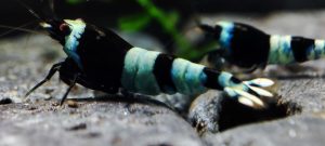 9. Lot de 5 Taiwan Bee  Panda Blue 3 ( Prix hors FDP, paiement à la fin de l 'enchère merci)