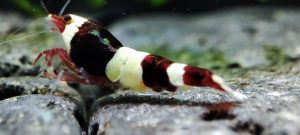 10. Lot de 5 Taiwan Bee Red Wine 3  ( Prix hors FDP, paiement à la fin de l 'enchère merci)