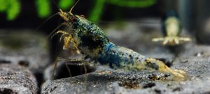 11. Lot de 5 Crazy Blue Sélection 1 ( Prix hors FDP, paiement à la fin de l 'enchère merci)