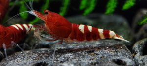 12. Lot de 5 Taitibee Red  ( Prix hors FDP, paiement à la fin de l 'enchère merci)