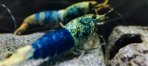 13. Lot de 5 Crazy Blue Sélection 2 ( Prix hors FDP, paiement à la fin de l 'enchère merci)