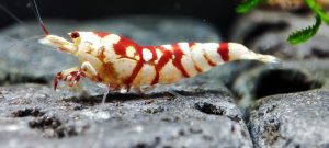 14. Lot de 5 Fancy Tiger Red Sélection 1  ( Prix hors FDP, paiement à la fin de l 'enchère merci)