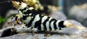 15. Lot de 5 Fancy Tiger Black Sélection 1 ( Prix hors FDP, paiement à la fin de l 'enchère merci)