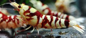 16. Lot de 5 Fancy Tiger Red Sélection 2  ( Prix hors FDP, paiement à la fin de l 'enchère merci)