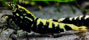 17. Lot de 5 Galaxy Fishbone / BOA 1 ( Prix hors FDP, paiement à la fin de l 'enchère merci)