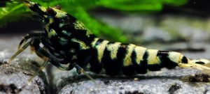 18. Lot de 5 Galaxy Tiger  / Snowfall  ( Prix hors FDP, paiement à la fin de l 'enchère merci)