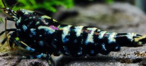 19. Une Snowfall " Spiderlegs" Black 1 ( Prix hors FDP, paiement à la fin de l 'enchère merci)