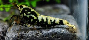 20. Lot de 5 Galaxy Fishbone / BOA 2 ( Prix hors FDP, paiement à la fin de l 'enchère merci)