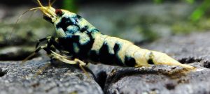 21. Une Snowfall " Spiderlegs" Black 2 ( Prix hors FDP, paiement à la fin de l 'enchère merci)