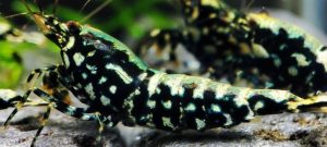 22. Lot de 5 Galaxy Fishbone / BOA 3 ( Prix hors FDP, paiement à la fin de l 'enchère merci)