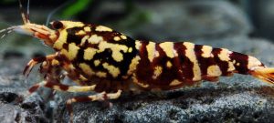 23. Une Red Snowfall " Spiderlegs" 1  ( Prix hors FDP, paiement à la fin de l 'enchère merci)