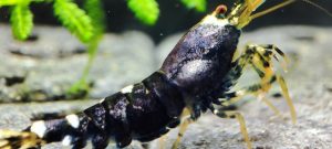 24. Une Taitibee Purple Métal 1 ( Prix hors FDP, paiement à la fin de l 'enchère merci)