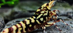 25. Une Red Snowfall " Spiderlegs" 2 ( Prix hors FDP, paiement à la fin de l 'enchère merci)