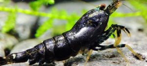 26. Une Taitibee Purple Métal 2 Backline ( Prix hors FDP, paiement à la fin de l 'enchère merci)