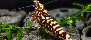 27. Une Red Snowfall " Spiderlegs" 3  ( Prix hors FDP, paiement à la fin de l 'enchère merci)