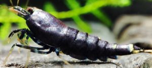 28. Une Taitibee Purple Métal 3 ( Prix hors FDP, paiement à la fin de l 'enchère merci)