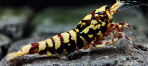 29. Une Red Snowfall " Spiderlegs" 4  ( Prix hors FDP, paiement à la fin de l 'enchère merci)