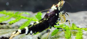 30. Une Taitibee Purple Métal 4 ( Prix hors FDP, paiement à la fin de l 'enchère merci)