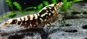 31. Lot de 5 Galaxy Fishbone / BOA Red 1( Prix hors FDP, paiement à la fin de l 'enchère merci)