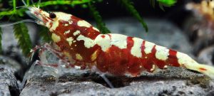 32. Lot de 5 Galaxy Tiger  / Snowfall Red 1 ( Prix hors FDP, paiement à la fin de l 'enchère merci)