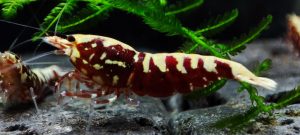 33. Lot de 5 Galaxy Fishbone / BOA Red 2 ( Prix hors FDP, paiement à la fin de l 'enchère merci)