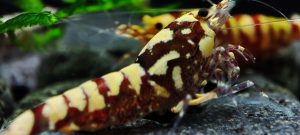 34. Lot de 5 Galaxy Tiger  / Snowfall Red 1 ( Prix hors FDP, paiement à la fin de l 'enchère merci)