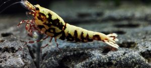 35. Une Red BOA " Spiderlegs" 1  ( Prix hors FDP, paiement à la fin de l 'enchère merci)