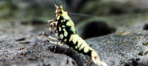 36. Une Red BOA " Spiderlegs" 2  ( Prix hors FDP, paiement à la fin de l 'enchère merci)