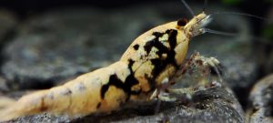 37. Une Red BOA " Spiderlegs" 3  ( Prix hors FDP, paiement à la fin de l 'enchère merci)