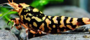 38. Une Red Snowfall " Spiderlegs" 5 ( Prix hors FDP, paiement à la fin de l 'enchère merci)