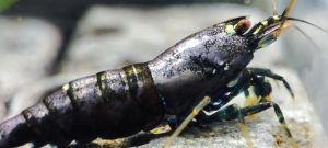 39. Une Taitibee Purple Métal 5 ( Prix hors FDP, paiement à la fin de l 'enchère merci)