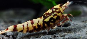 40. Une Red Snowfall " Spiderlegs" 6 ( Prix hors FDP, paiement à la fin de l 'enchère merci)