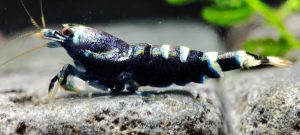 41. Une Taitibee Purple Métal 6 ( Prix hors FDP, paiement à la fin de l 'enchère merci)