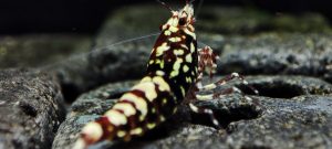 42. Une Red Snowfall " Spiderlegs" 7 ( Prix hors FDP, paiement à la fin de l 'enchère merci)