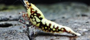 44. Une Red BOA " Spiderlegs" 4  ( Prix hors FDP, paiement à la fin de l 'enchère merci)