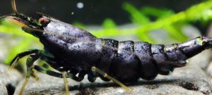 45. Une Taitibee Purple Métal Full 1 ( Prix hors FDP, paiement à la fin de l 'enchère merci)