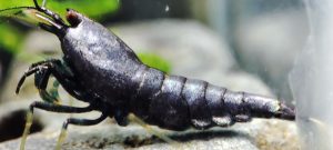 46. Une Taitibee Purple Métal Full 2 ( Prix hors FDP, paiement à la fin de l 'enchère merci)