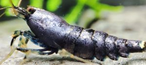 47. Une Taitibee Purple Métal Full 3 ( Prix hors FDP, paiement à la fin de l 'enchère merci)