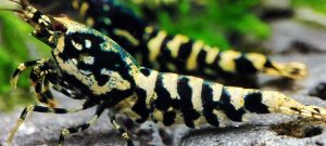 24. Lot de 5 Galaxy Fishbone / BOA 2 ( Prix hors FDP, paiement à la fin de l 'enchère merci)
