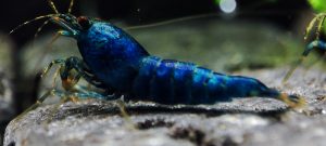 13. Lot de 5 Taiwan Bee EXTREME DEEP Blue Bolt 1 ( Prix hors FDP, paiement à la fin de l 'enchère merci)