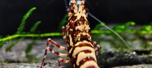 32. Une Red Snowfall " Spiderlegs" 3  ( Prix hors FDP, paiement à la fin de l 'enchère merci)
